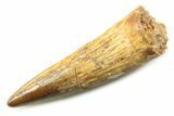 Fossil Spinosaurus Tooth - Real Dinosaur Tooth #357731-1